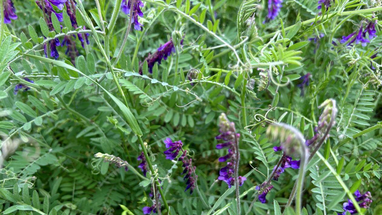 Patagonia Inta hairy vetch plants and flowers in a field
