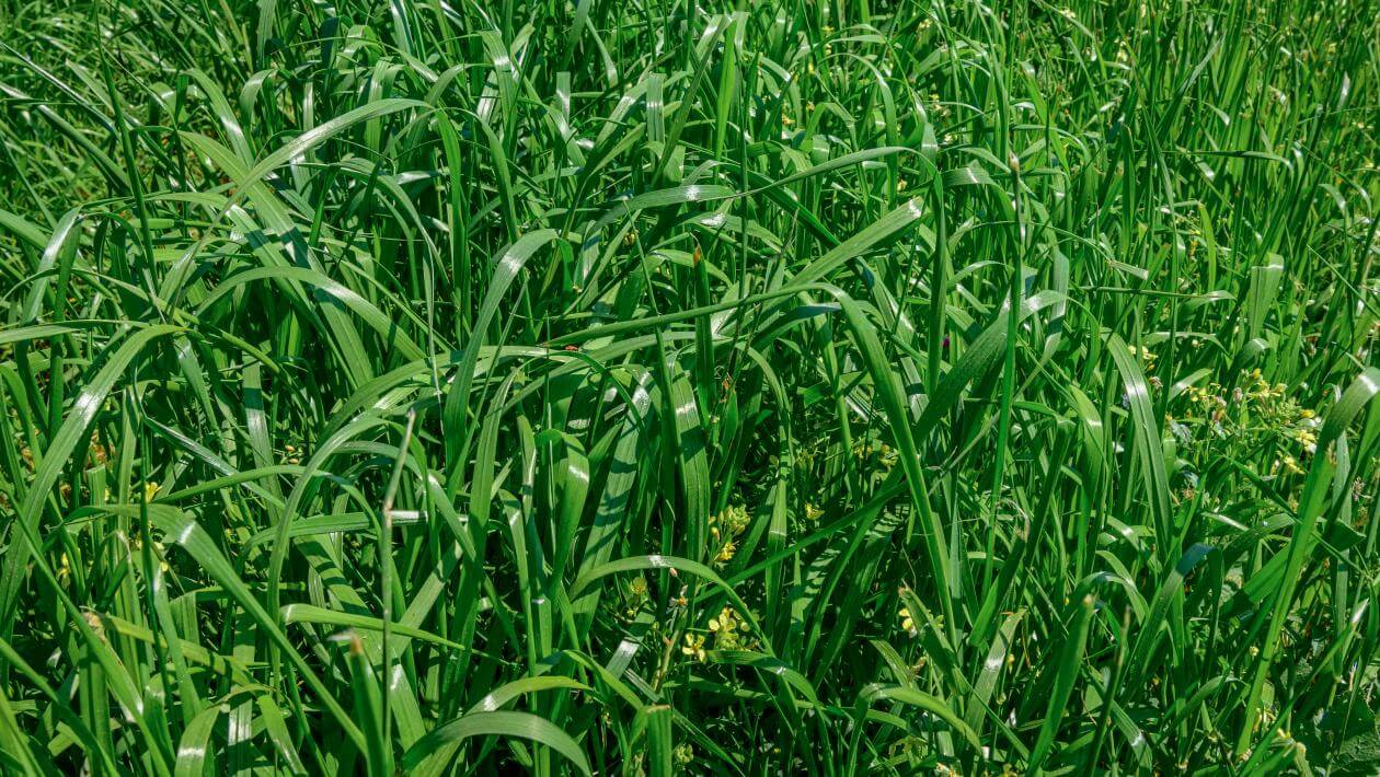 Rapido in Blackville, SC - March 2024