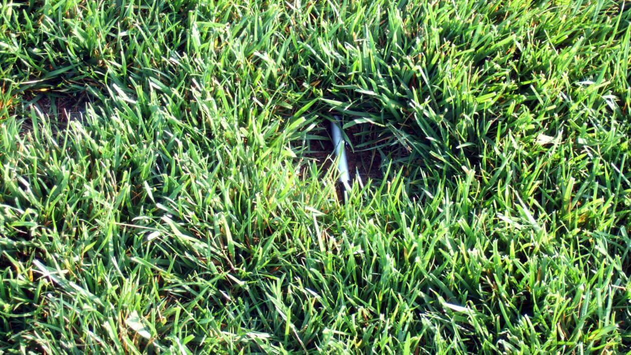 Rendition Rx rhizomes fills in a bare spot.