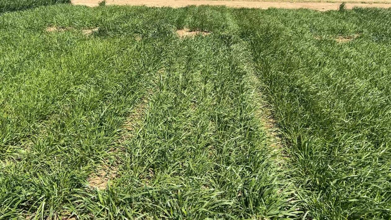 A field with various patches of vegetation.