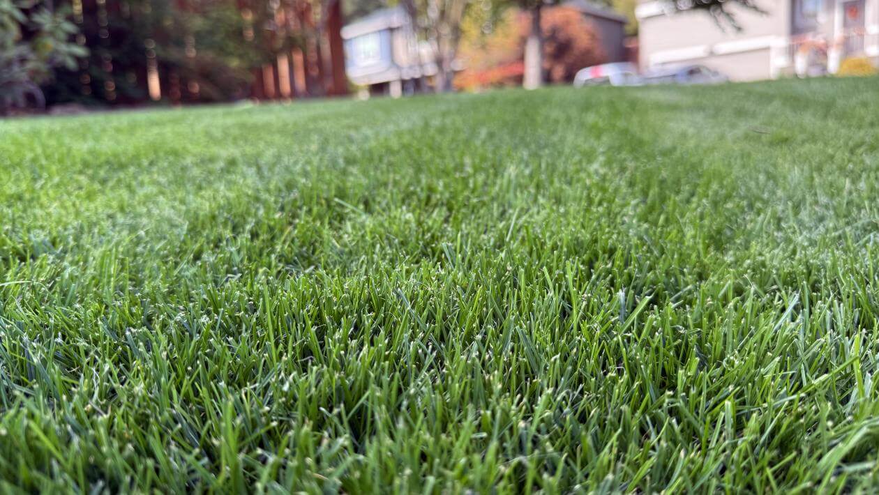 A patch of mowed grass.