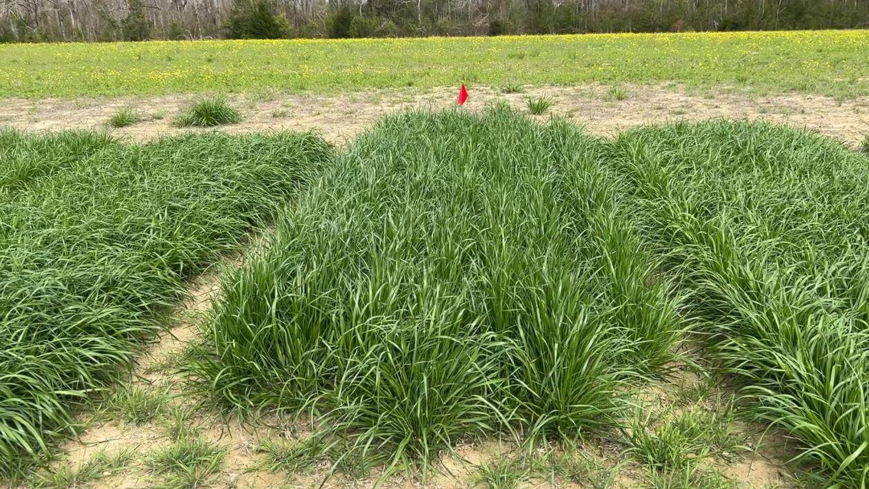 Annual ryegrass in trial plots at Blackbelt Research Center in Marion Junction, AL.