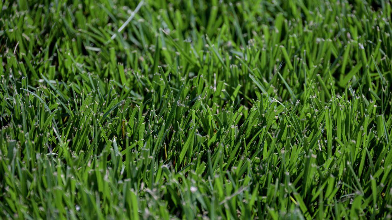 Titan GLX turf-type tall fescue