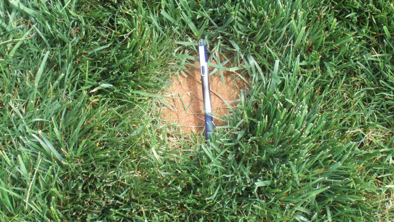 Grass surrounding a circular patch of bare ground with a ball point pen in it.