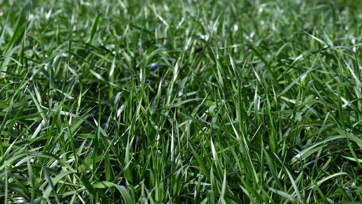 Verdure Tetraploid Annual Ryegrass at Headland, AL