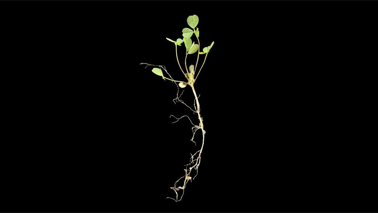 Vernal Alfalfa 56 days after planting | Top Growth: 2", Root Growth: 2.5"