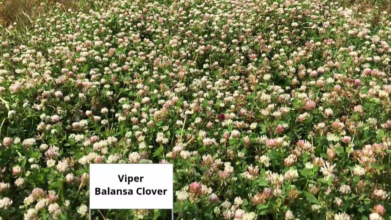 Viper Balansa clover in a research trial in Louisiana
