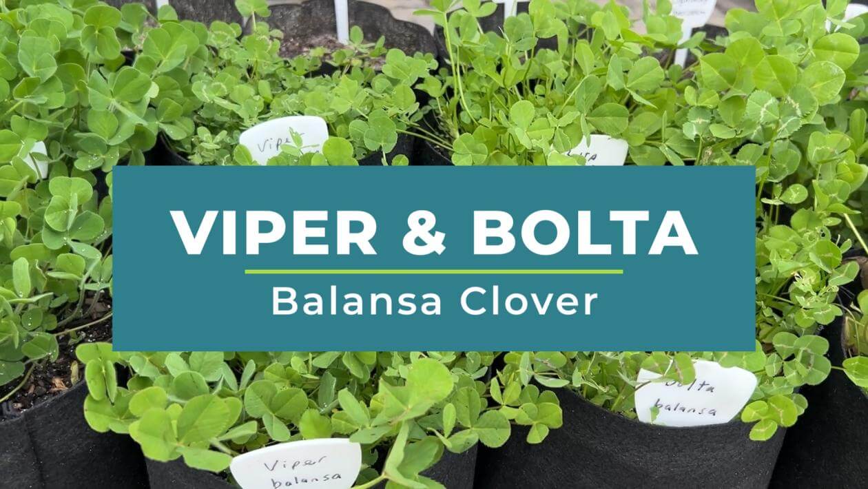 Balansa clovers growing in pots overlayed with the text "Viper & Bolta Balansa Clover"