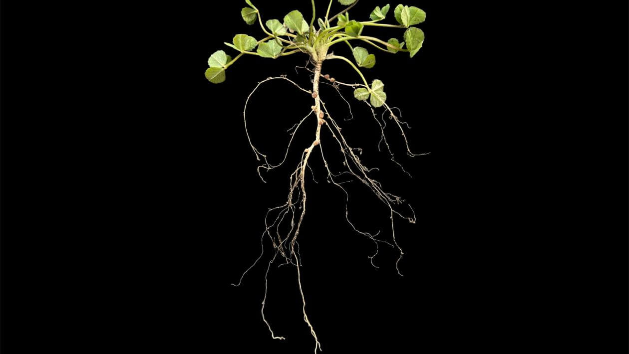 Viper Balansa Clover 56 days after planting | Top Growth: 1", Root Growth: 3.5"