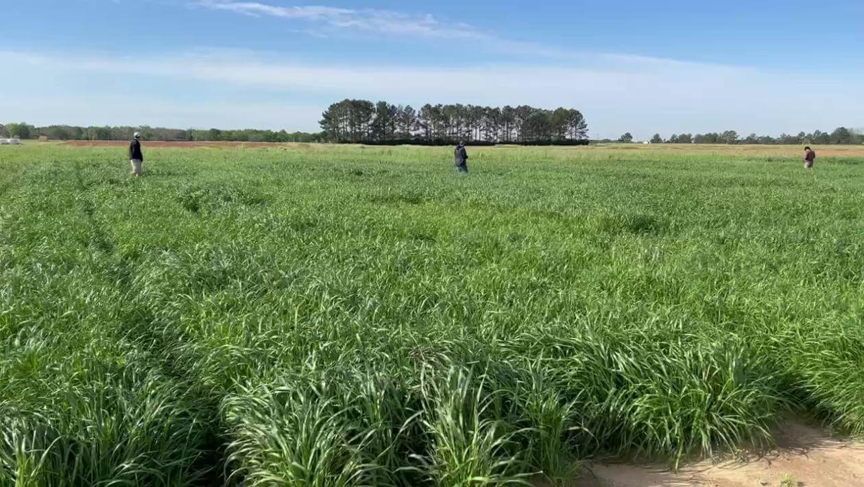 Annual ryegrass trial plots in Headland, AL