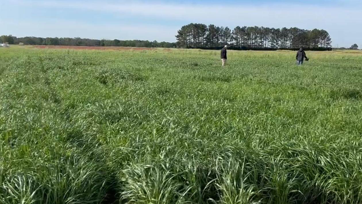 Two people walking through a field of tall, green grass under a clear sky, with a line of trees in the background.
