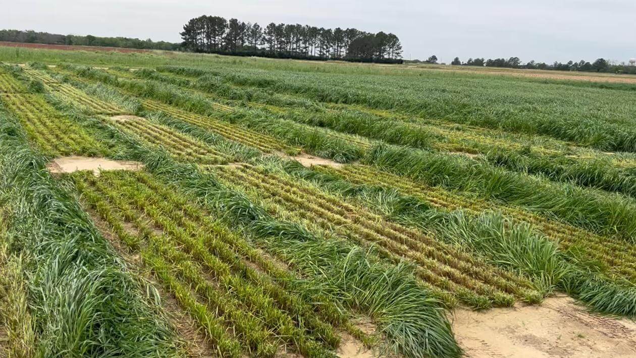Annual ryegrass in trial plots at Wiregrass Research Center in Headland, AL.