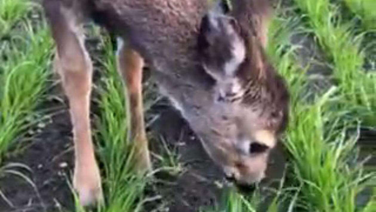 A deer grazing on green plants in a field.