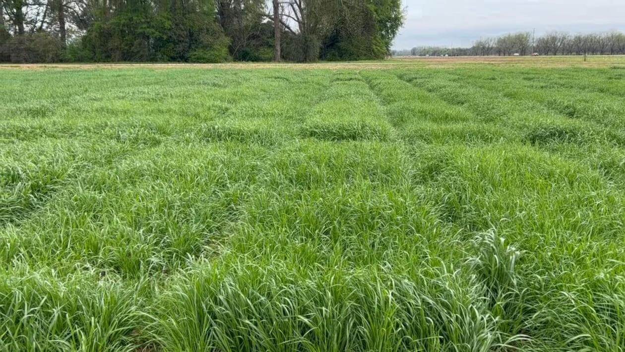 Annual ryegrass trial plots in Tallassee, AL