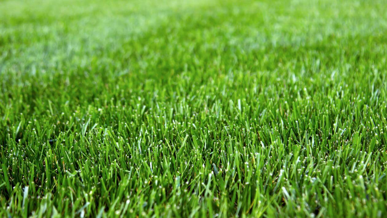 Closeup of Fesnova Tall Fescue grass blades
