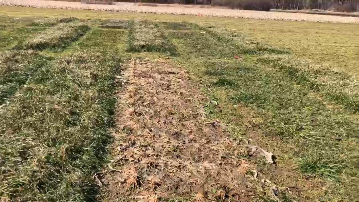 FragiBlaster Cover Crop Radish in a trial