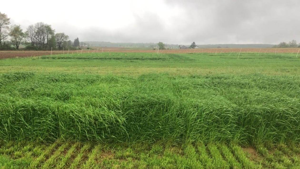 A field with various patches of vegetation.