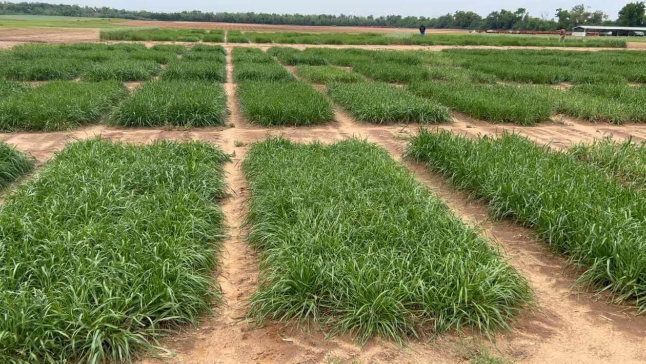 Annual ryegrass trial plots in Marianna, FL