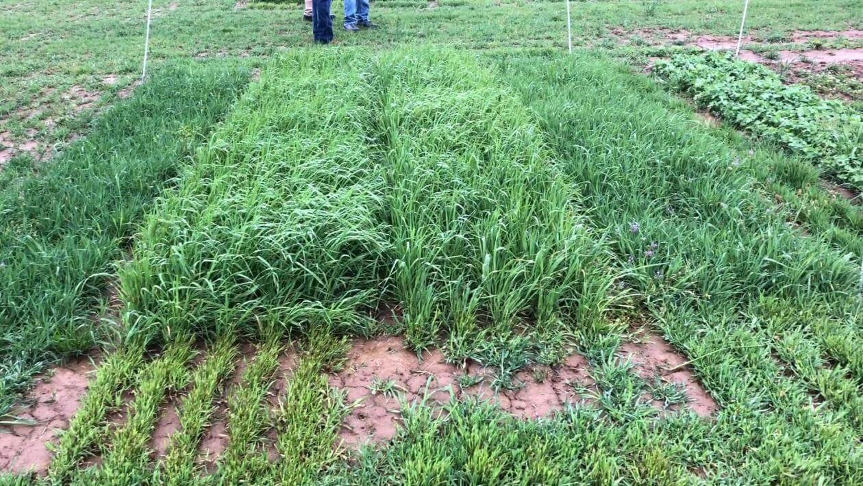 A field with various patches of vegetation.