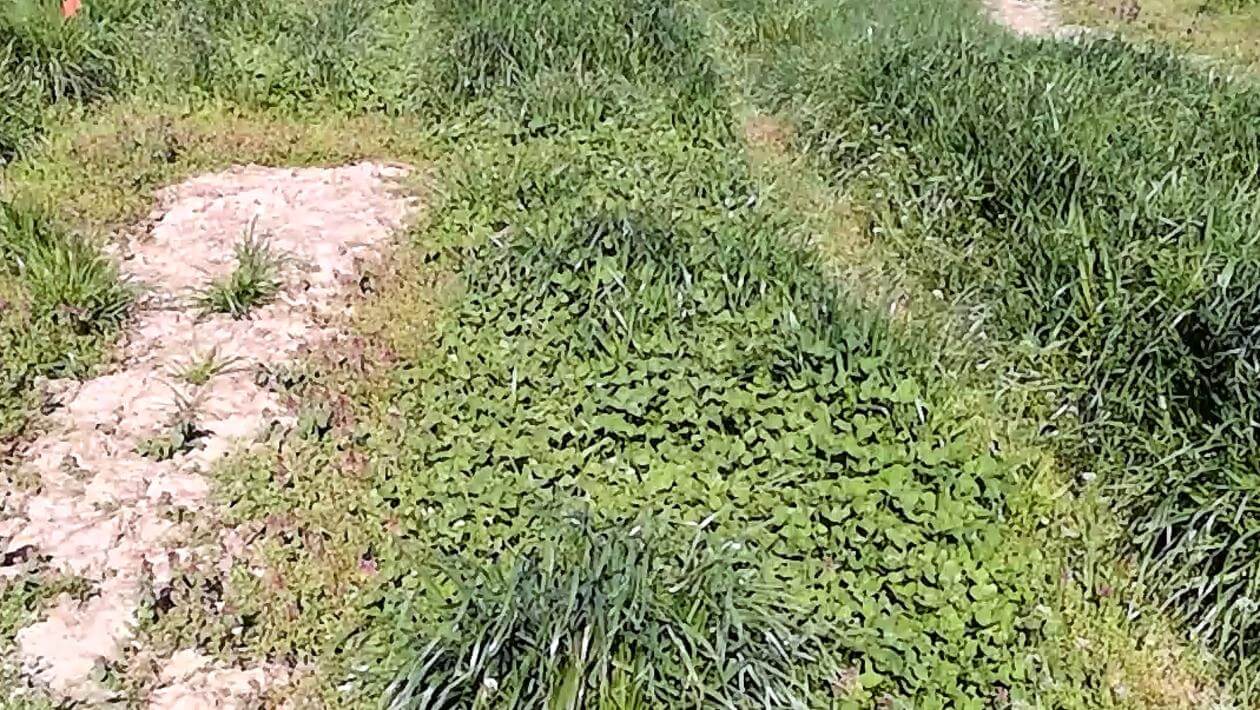 A field with various patches of vegetation, including areas of dense grass, clover, and some bare soil.