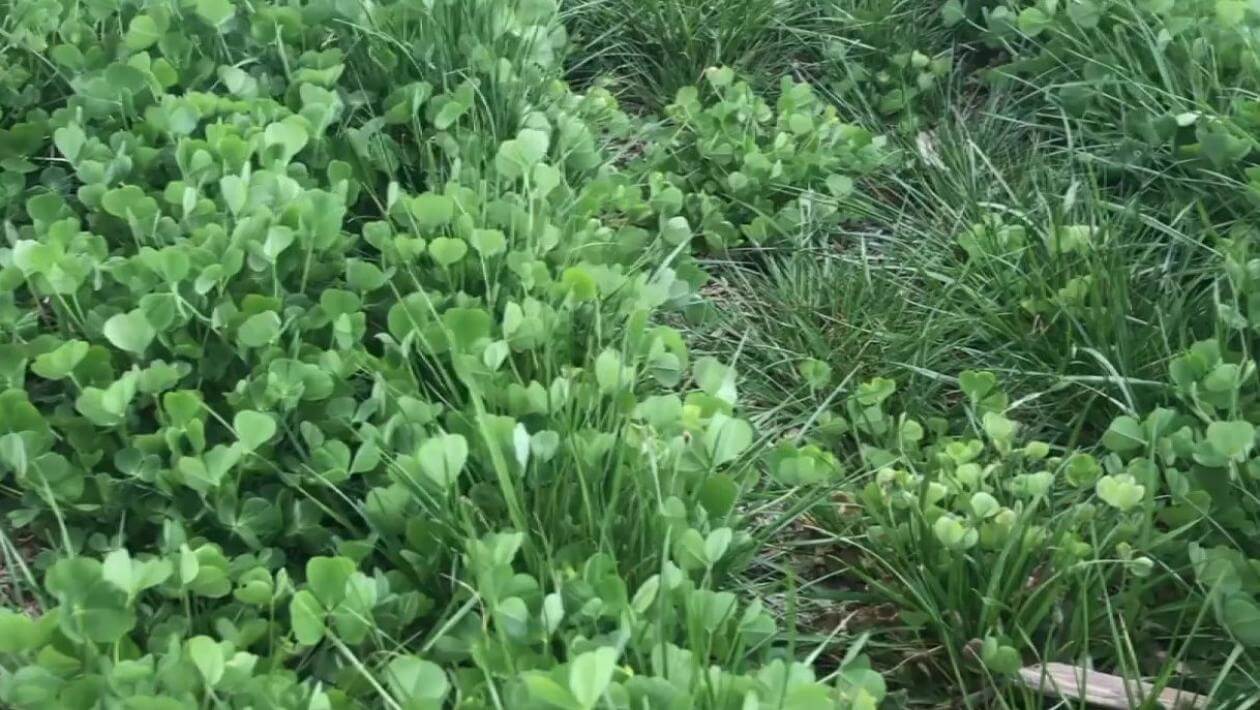 A field with various patches of vegetation.