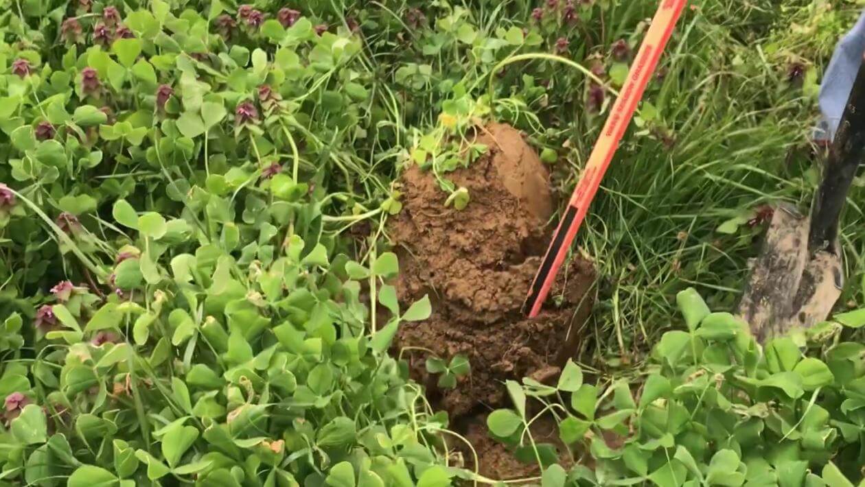 A field with various patches of vegetation.