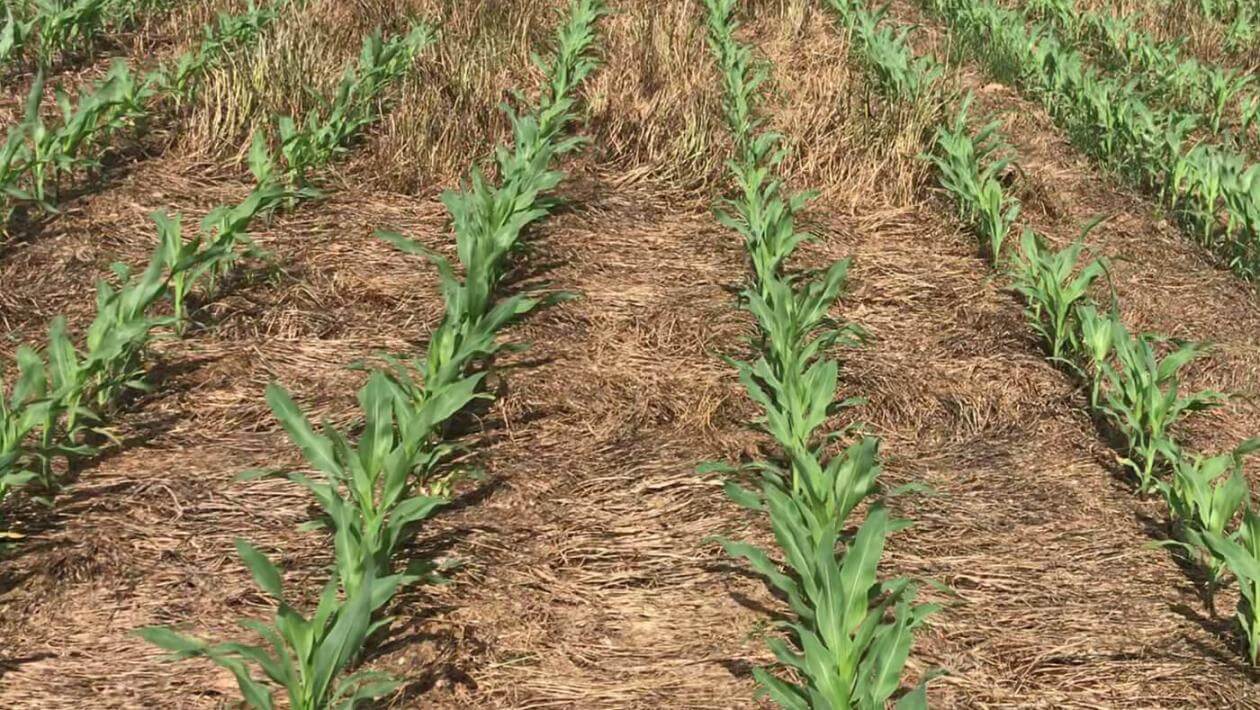 Green corn stalks growing in dry matter of other plants