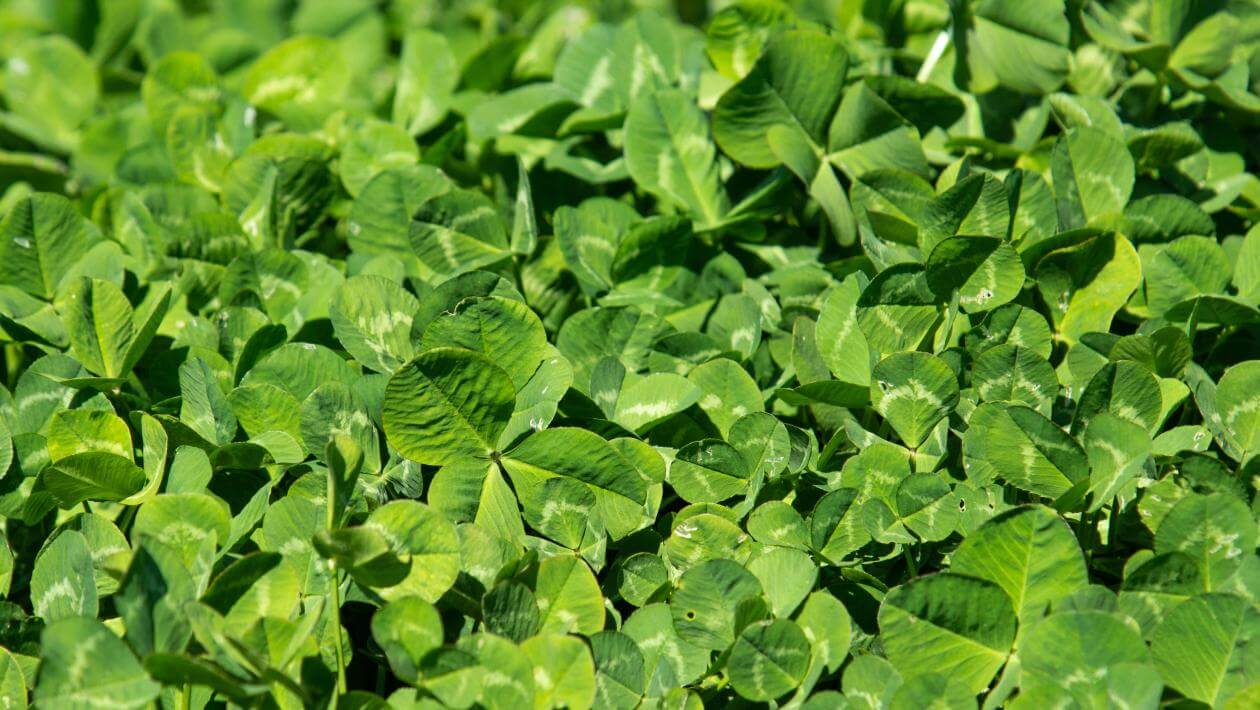 Marco Polo white clover