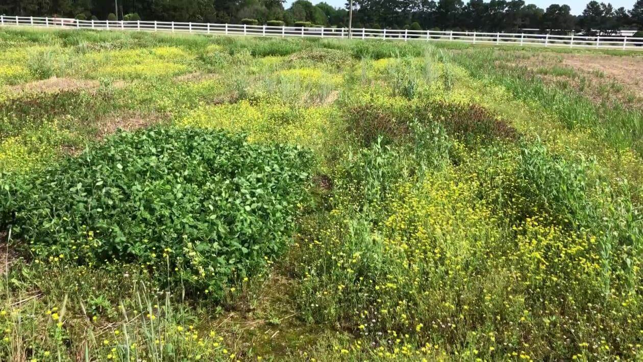 A field with various patches of vegetation.