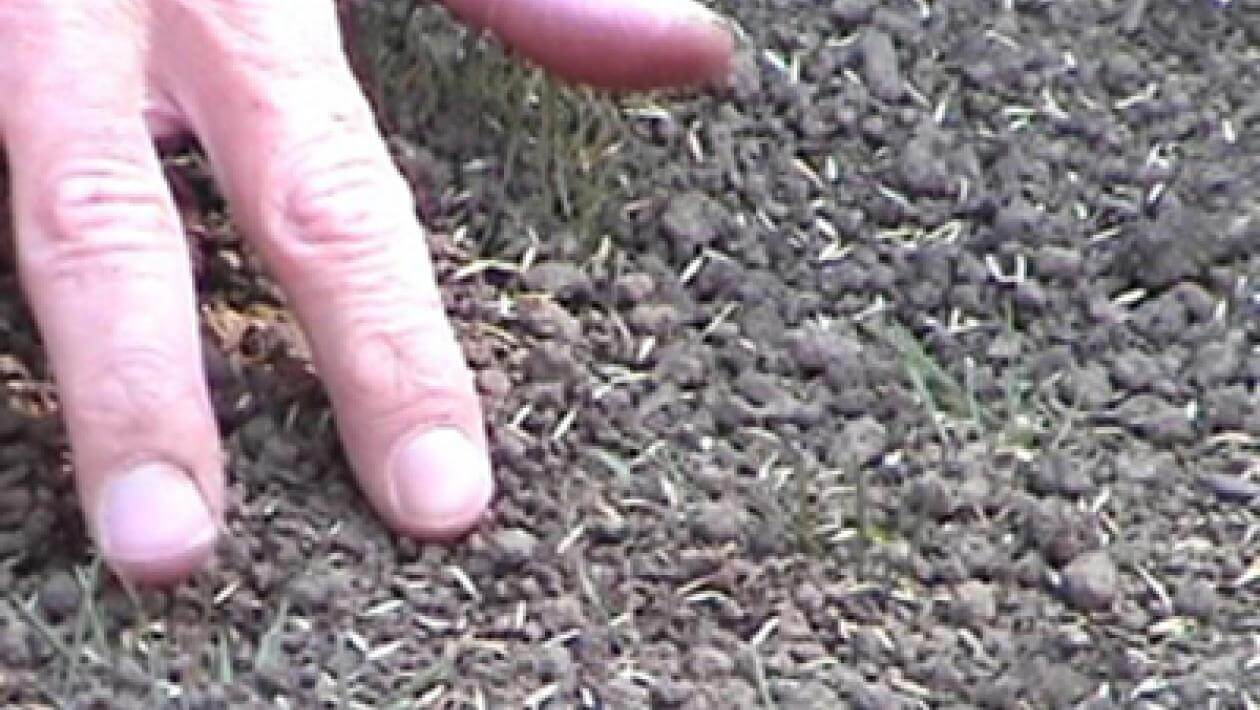 "Hand hovering over soil with small grass seeds visible, depicting the process of planting or sowing grass seeds.
