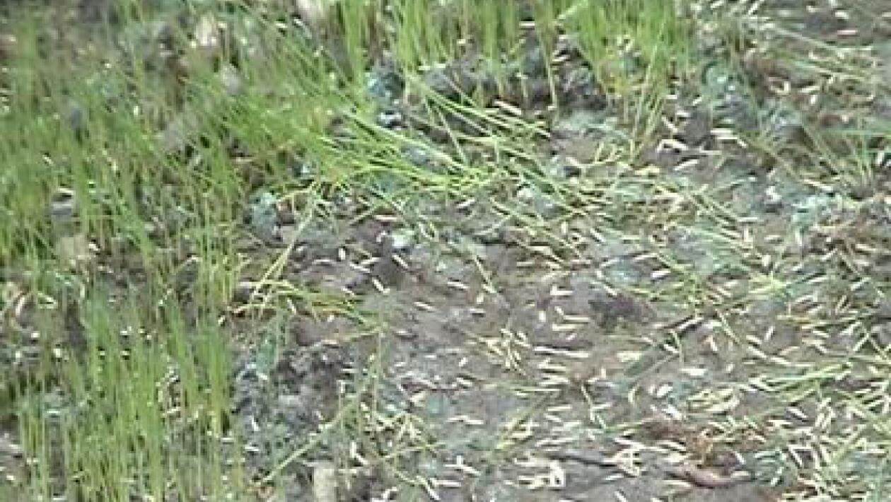 Small seedlings and seeds covering a dirt surface.
