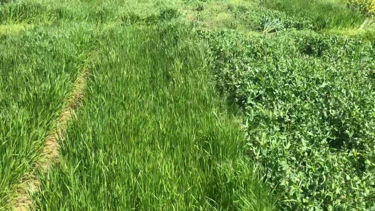 A field with various patches of vegetation.