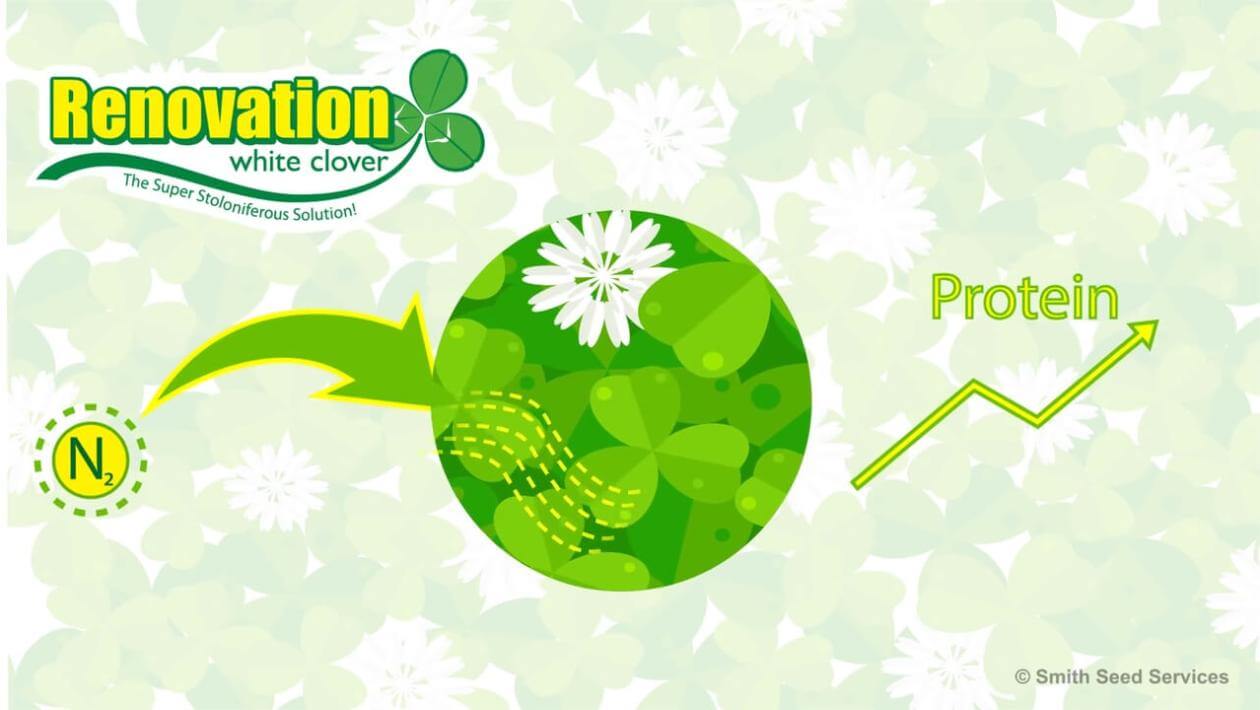 Illustration showing the benefits of Renovation White clover