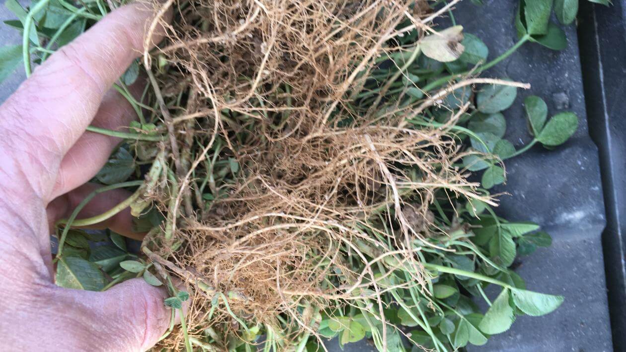 Renovation white clover roots.