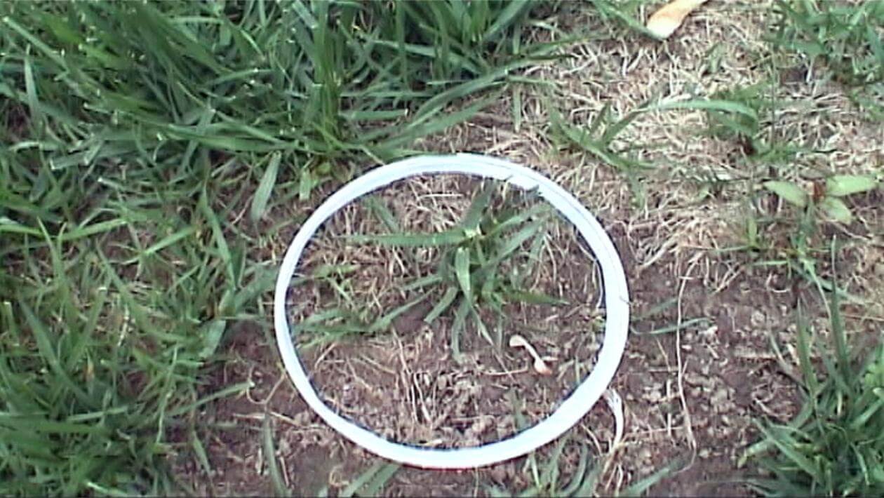Close up of two plants enclosed by a white plastic ring.