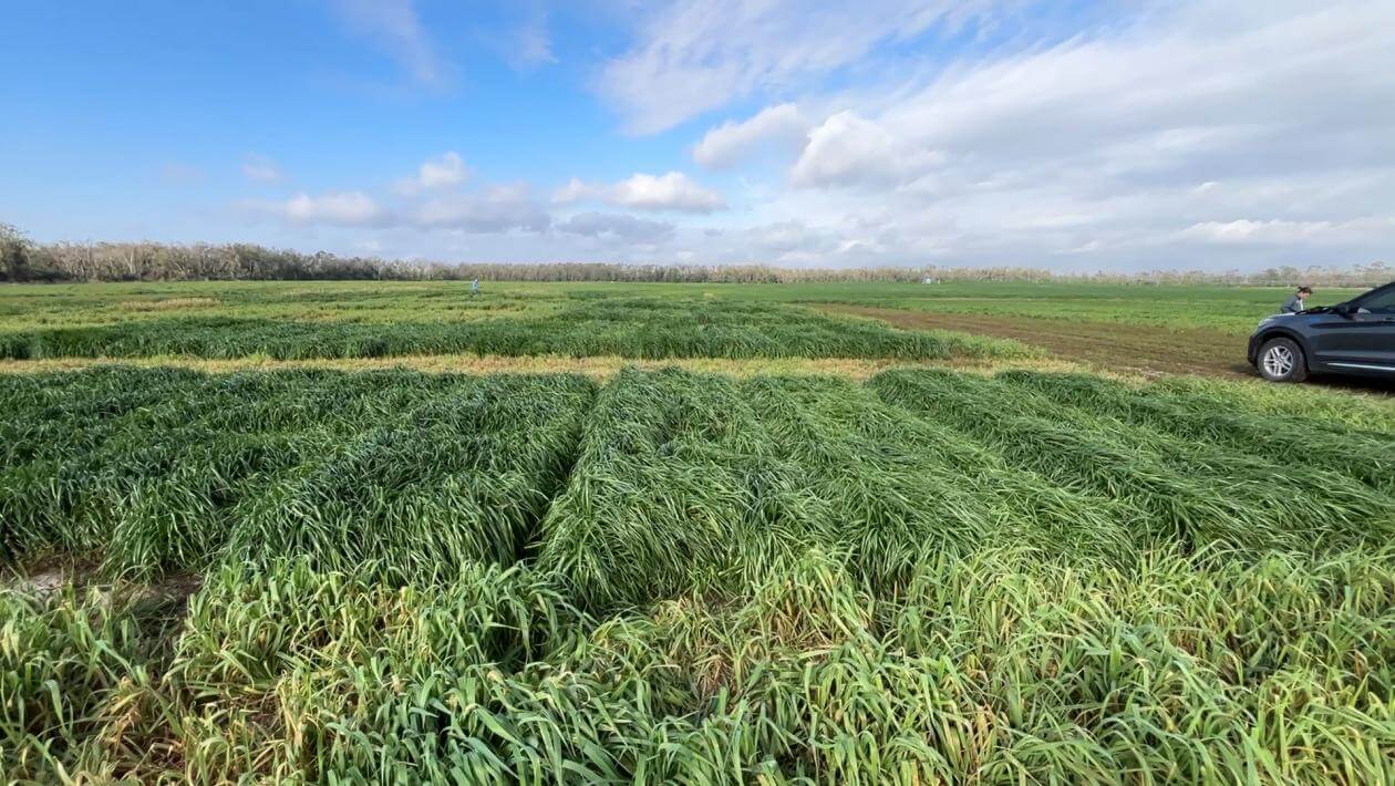 A field with various patches of vegetation.