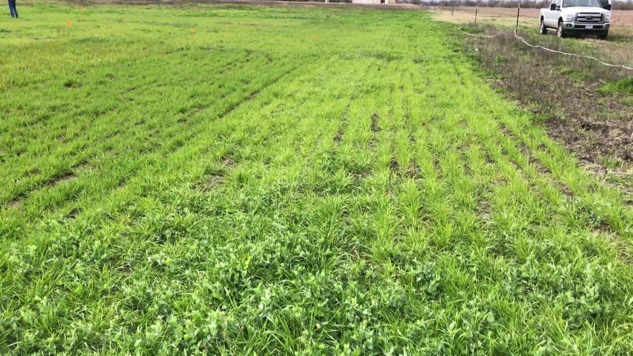 A field with various patches of vegetation.