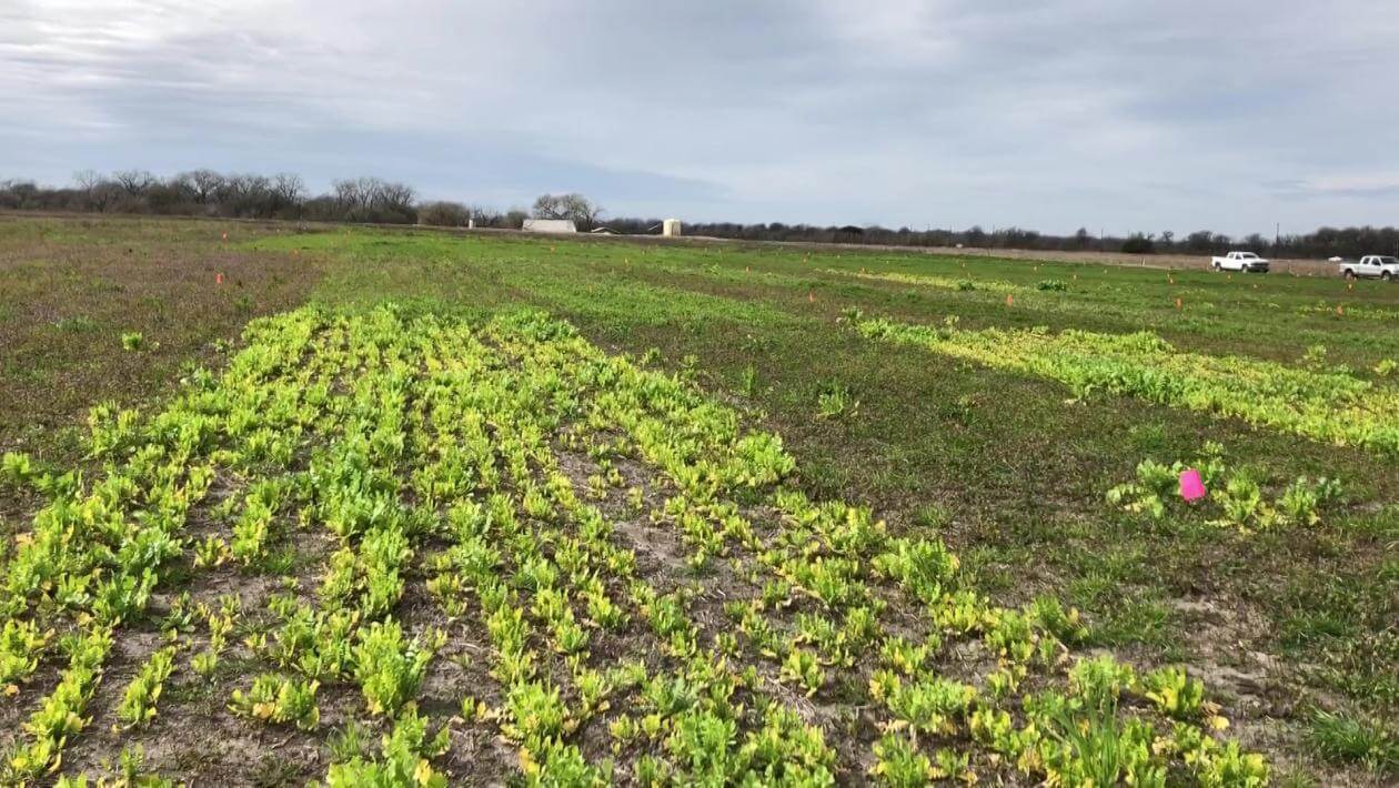 A field with various patches of vegetation.