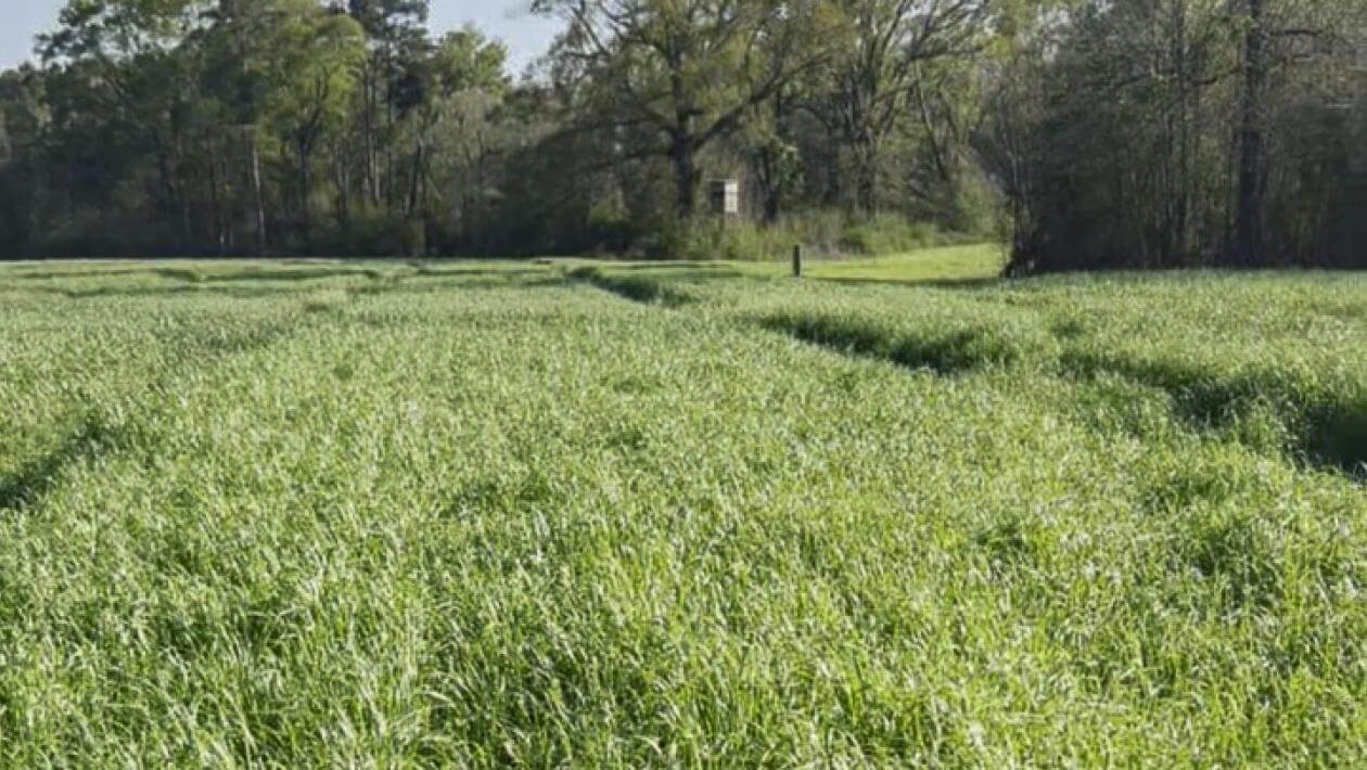 A field of tall, dense, green grass plants