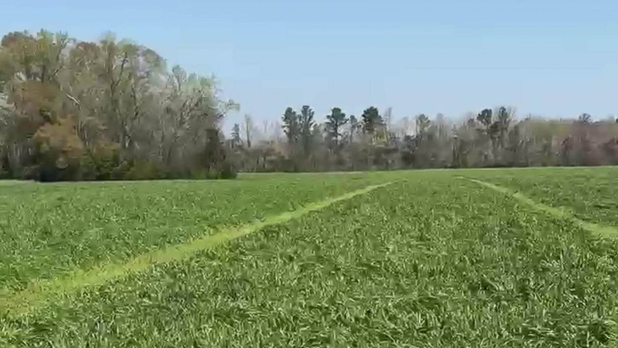 A field of tall, dense, green grass plants
