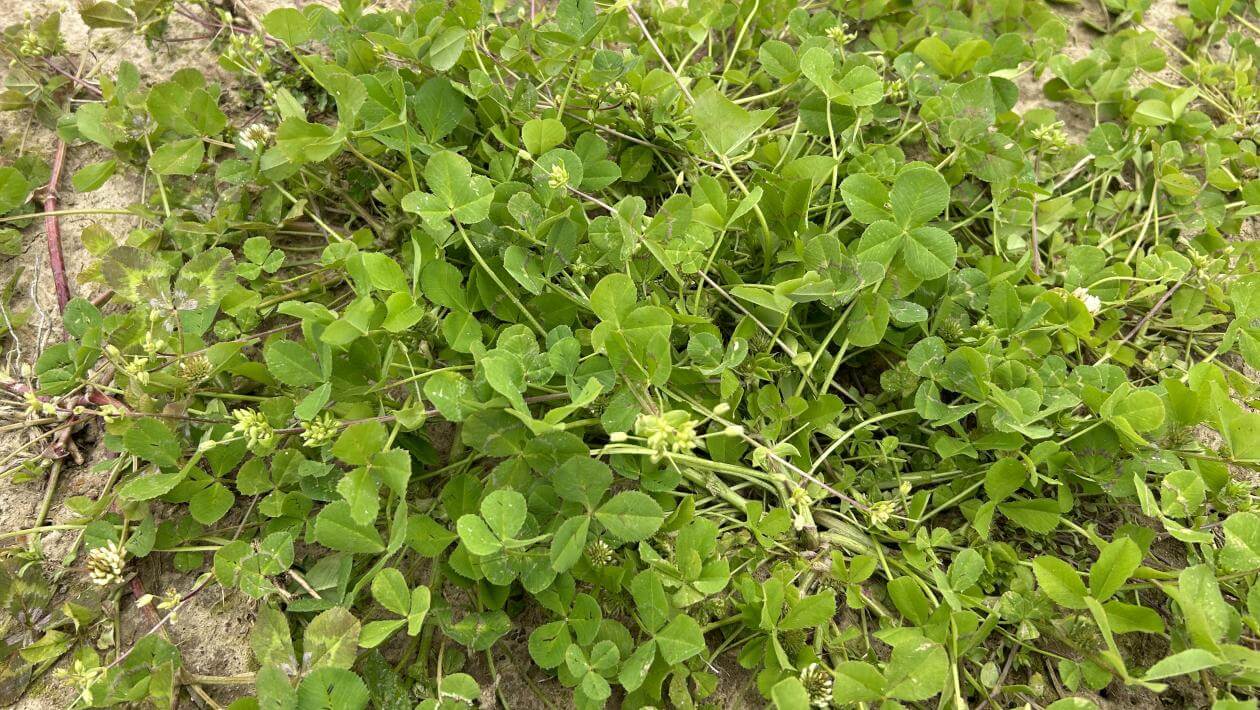 Closeup of Viper balansa clover