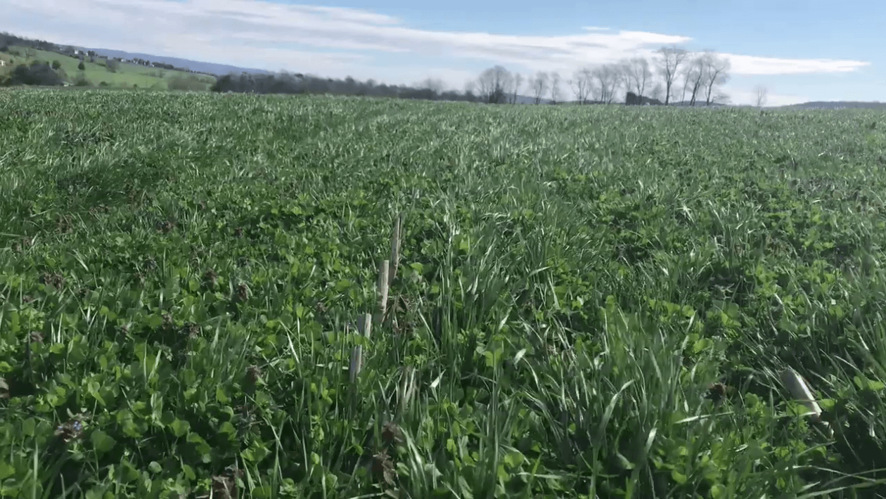 Lowboy and red clover mix as a cover crop