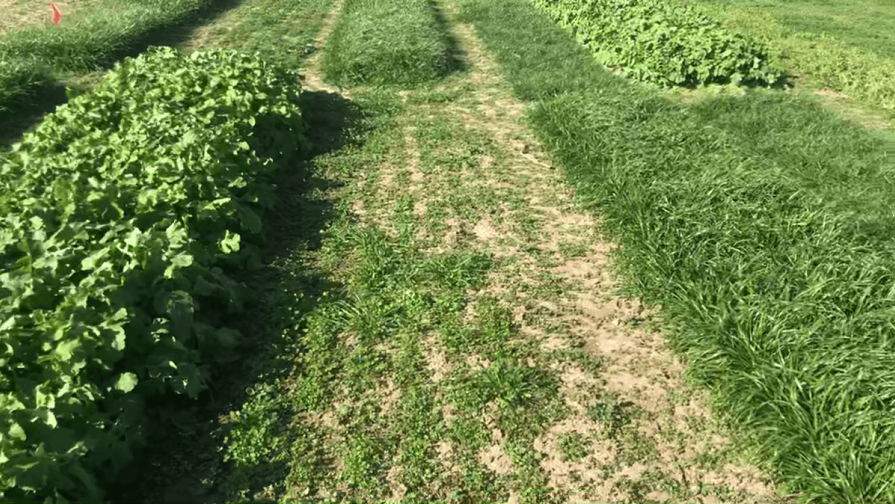 A field with various patches of vegetation, including areas of dense grass, clover, and some bare soil.