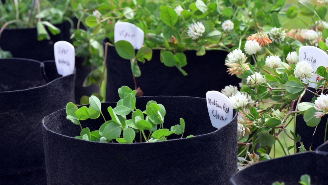Close up photo of clover plants in pots.