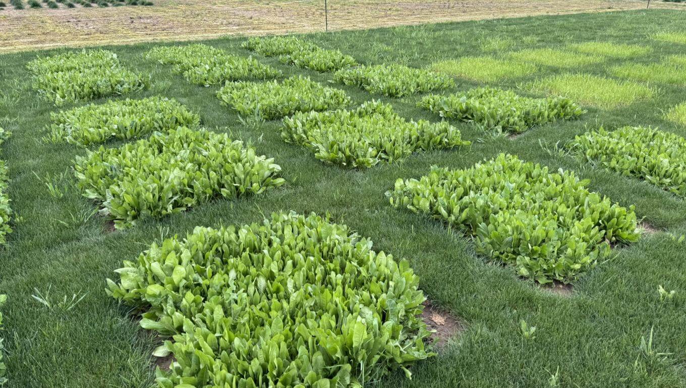 A field with various patches of vegetation.