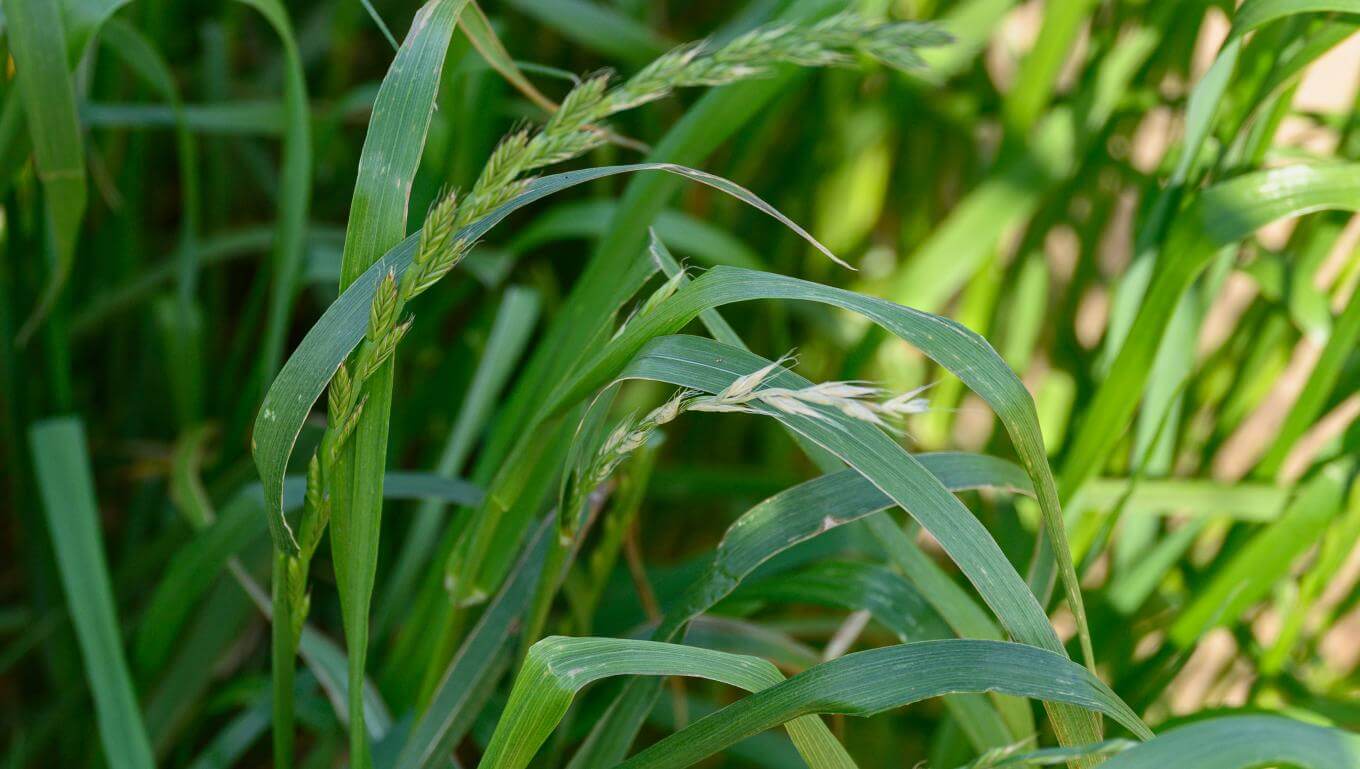 Close-up of healthy green grass blades with several seed heads emerging, lit by natural sunlight.