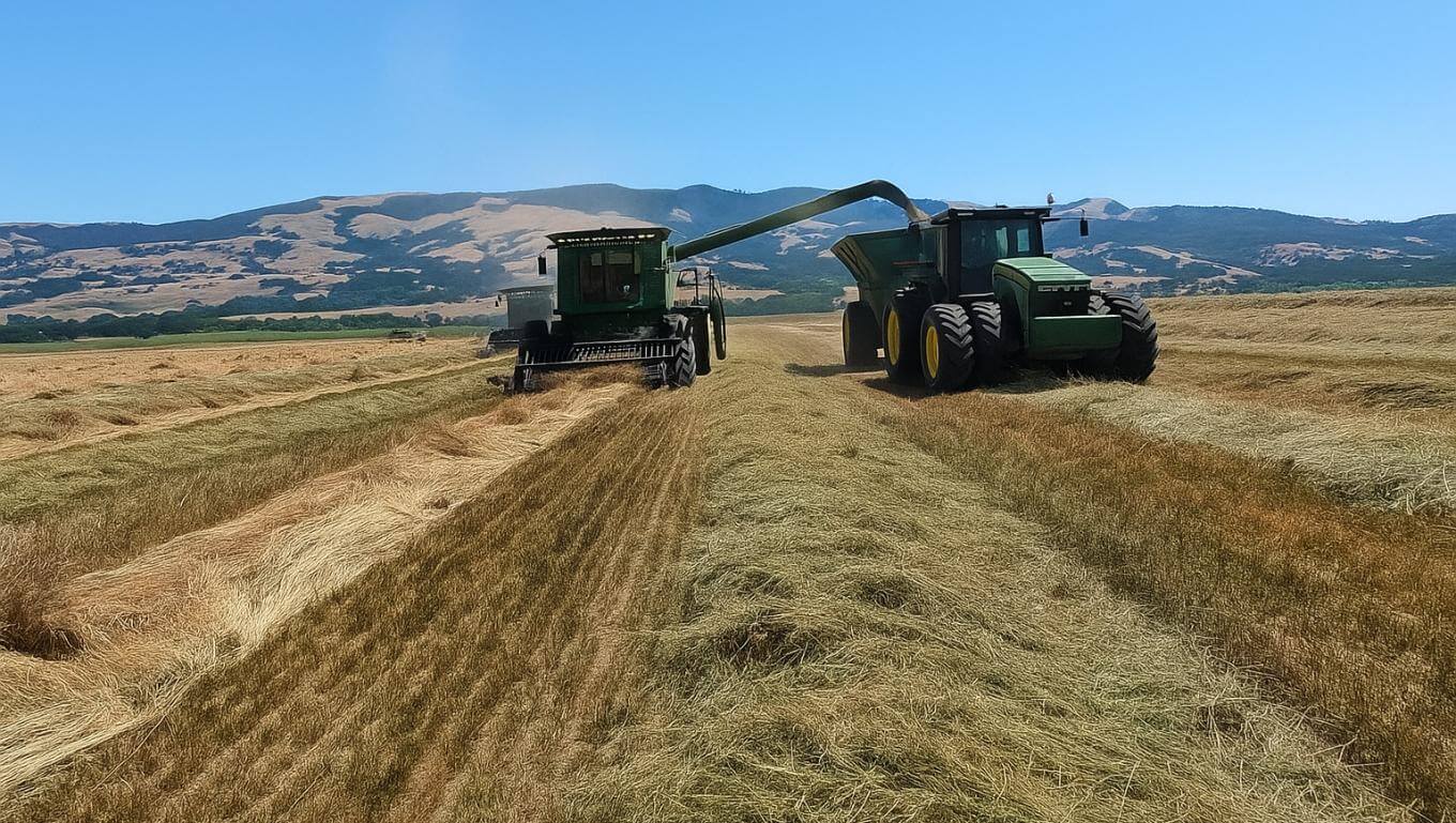 wo agricultural machines operate in a crop field—one harvesting, the other transferring material via a chute. The field shows alternating rows of cut and uncut crops, with airborne dust from the harvesting process.