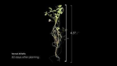 Preview image for the video "Vernal Alfalfa Timelapse".
