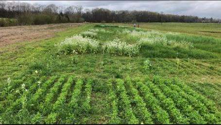 Preview image for the video "Mississippi Cover Crop Trials – 2020".