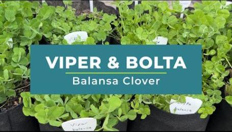 Preview image for the video "Viper &amp; Bolta Balansa Clover".